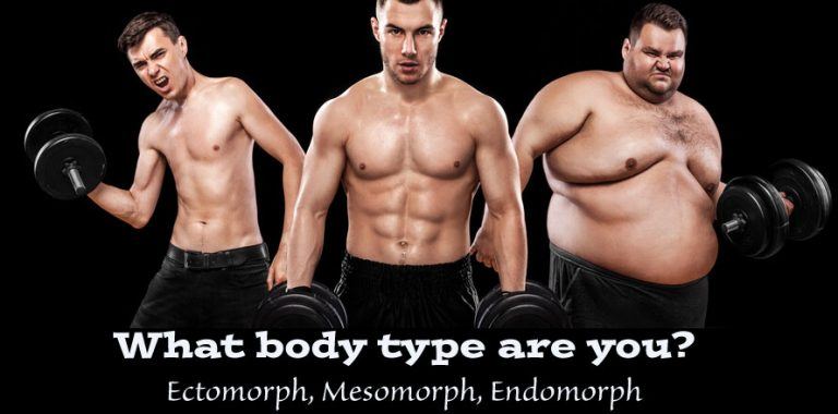 ecto mesomorph muscle type